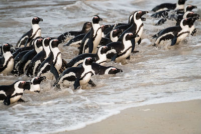 Flock of birds on beach