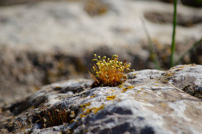 Close-up of moss growing on rock