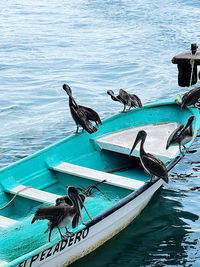 Seagull perching on boat moored in sea