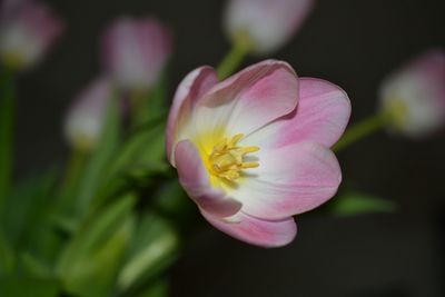 Close-up of pink flower