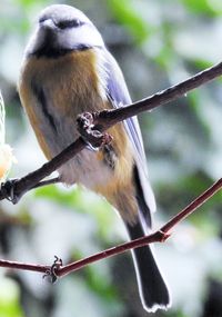 Close-up of bird perching on branch