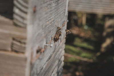 Close-up of insect on wood