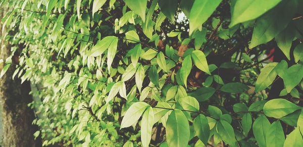 Close-up of fresh green leaves on field