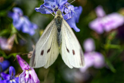 Close-up of butterfly on purple flowering plant