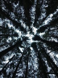 Low angle view of tree in forest