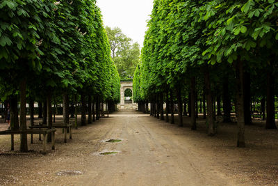 Walkway amidst trees against sky