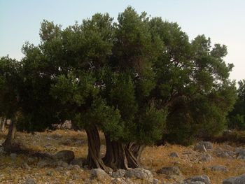 Trees growing on landscape