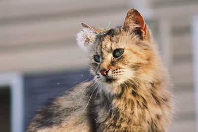 Close-up portrait of cat