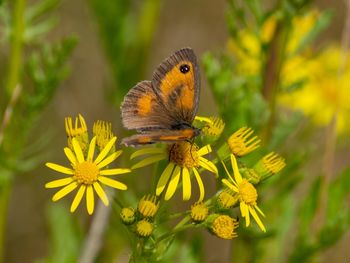 Close-up of butterfly pollinating on yellow flower