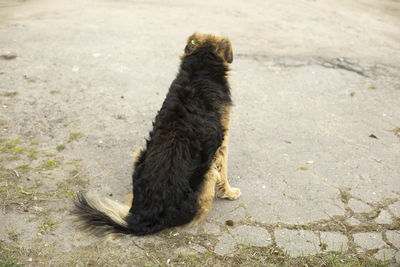 Dog sits on asphalt. stray animal on street. dog with black hair.
