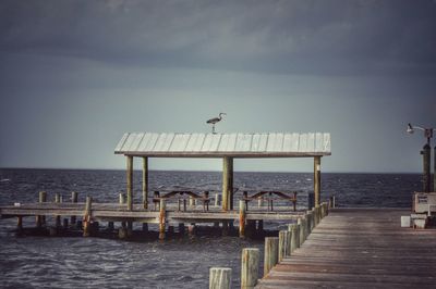 Seagull on pier at sea