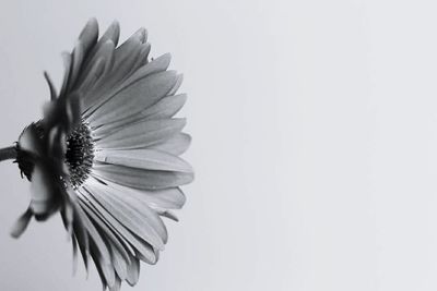 Close-up of flower against white background