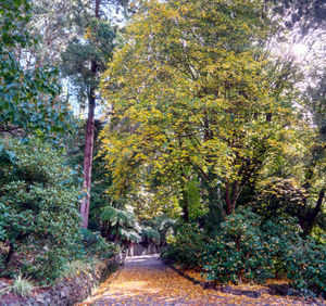 Trees and plants in autumn