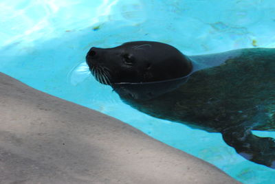 High angle view of sea lion swimming in water