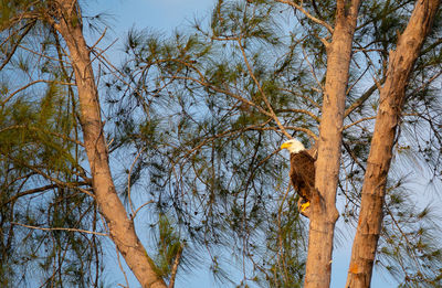 Low angle view of bird on tree against sky