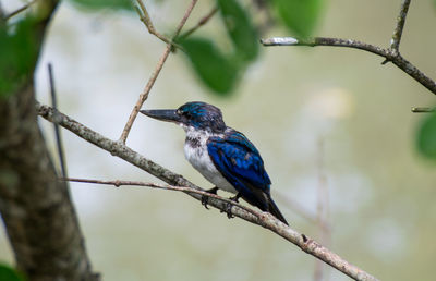 Bird perching on branch