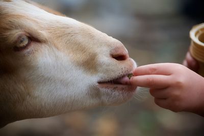 Close-up of hand feeding goat