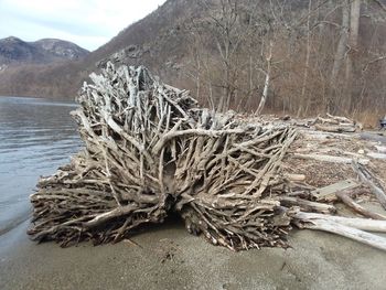 Dead tree on riverbank