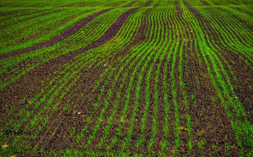 Full frame shot of corn field