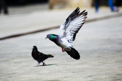 Close-up of bird