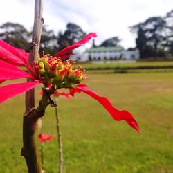 Close-up of pink flowers blooming in field
