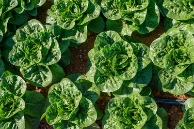High angle view of vegetables on plant
