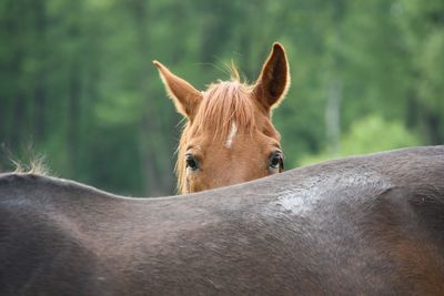 Close-up of horse