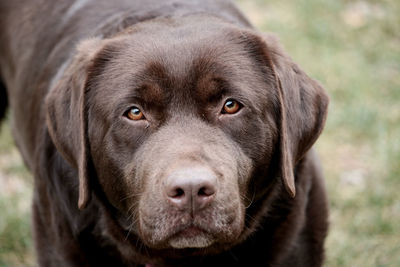 Close-up portrait of dog