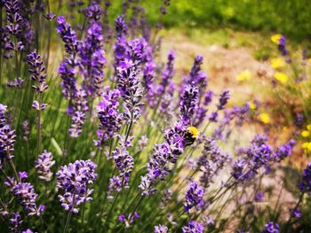 Close-up of purple flowering plants on field