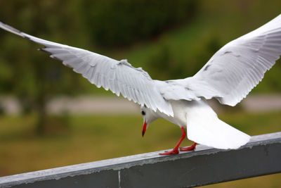 Close-up of white bird against blurred background