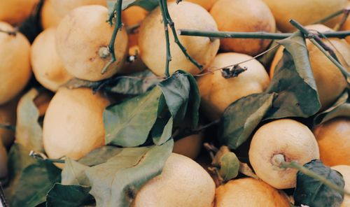 Close-up of lemons