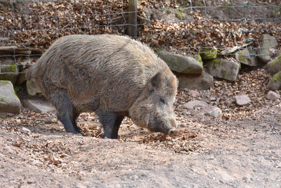 Big and wild boar with brown wool 