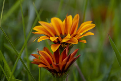 Close-up of orange flower