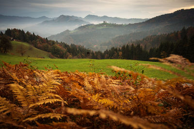 Scenic view of field against sky