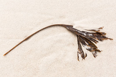 Close-up high angle view of dog