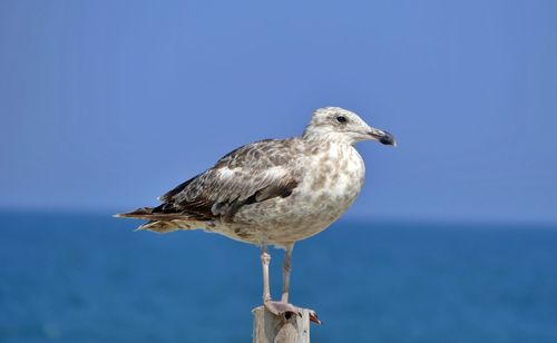 Seagull perching on a sea against clear sky