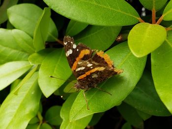 Close-up of butterfly on leaves