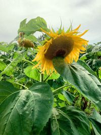 Close-up of sunflower