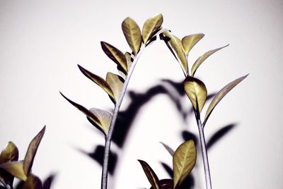 Close-up of plant over white background