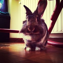 animal themes