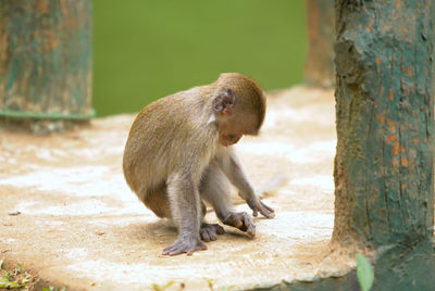 Monkey sitting in forest