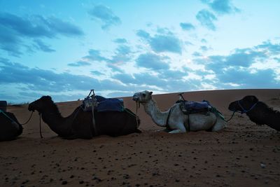 Panoramic view of sand dunes at beach against sky