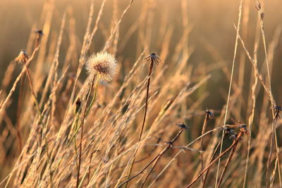 Close-up of wilted plant on field