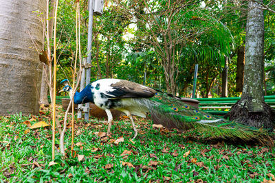 View of birds on field