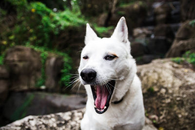 Close-up portrait of dog sticking out tongue outdoors