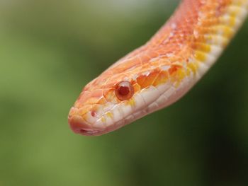 Corn snake amel