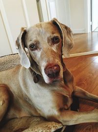 Close-up portrait of dog relaxing on floor at home