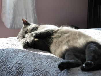 Close-up of dog sleeping on bed at home