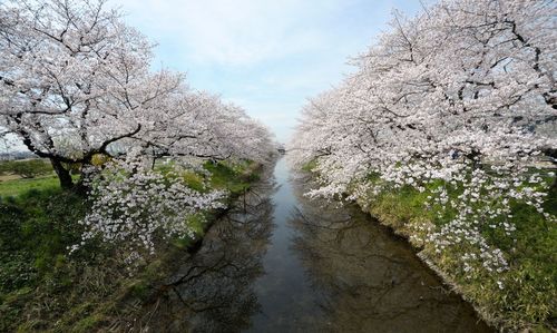 Scenic view of trees against sky