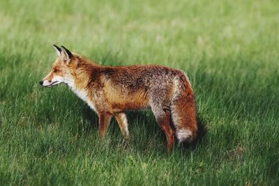 Fox standing on grassy field